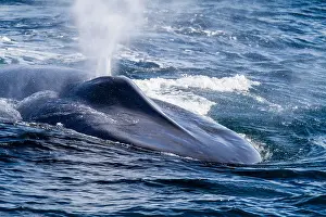 Side View Prints: Adult blue whale (Balaenoptera musculus) off northwestern Spitsbergen Island
