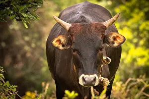 Stare Prints: An adult brown cow standing in the field with rope around its neck looking straight at the camera