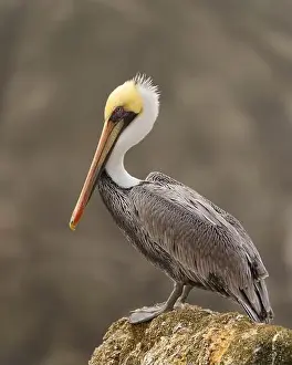 Brown Pelican Prints: Adult Brown Pelican (Pelecanus occidentalis) perched on a near-shore rock outcropping at the Pacific Ocean