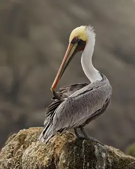 Preening Prints: Adult Brown Pelican (Pelecanus occidentalis) preening on a near-shore rock outcropping at the Pacific Ocean