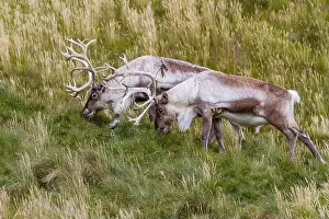 Environmental Science Prints: Adult bull introduced reindeer (Rangifer tarandus) before eradication in Stromness Bay