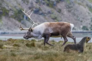 Grazing Animals Prints: An adult bull introduced reindeer (Rangifer tarandus) before eradication in Stromness Bay