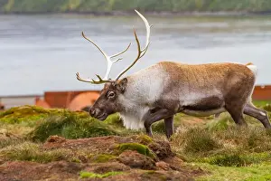 Rangifer Tarandus Prints: An adult bull introduced reindeer (Rangifer tarandus) before eradication in Stromness Bay