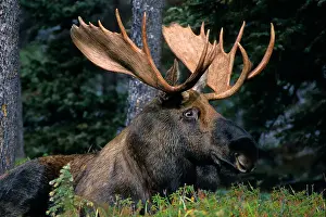 Alces Alces Prints: Adult bull moose (Alces alces), Jasper National Park, western Alberta, Canada