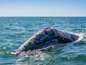 Eschrictius Prints: Adult California gray whale (Eschrictius robustus)
