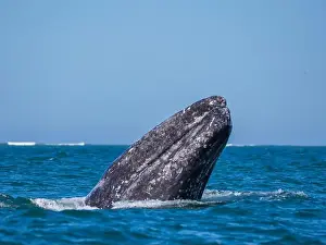 Eschrictius Prints: Adult California gray whale (Eschrictius robustus)