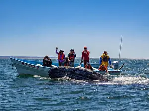 Eschrictius Prints: Adult California gray whale (Eschrictius robustus)