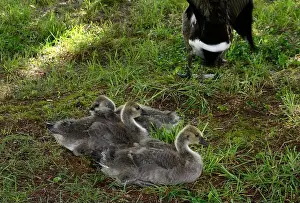 Baby Geese Prints: Adult Canada geese and their goslings in a public park in Flat Rock, North Carolina
