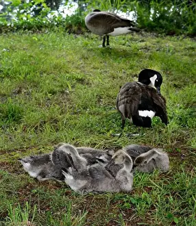 Baby Geese Prints: Adult Canada geese and their goslings in a public park in Flat Rock, North Carolina