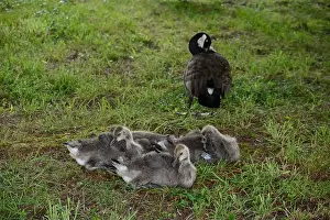 Baby Geese Prints: Adult Canada geese and their goslings in a public park in Flat Rock, North Carolina