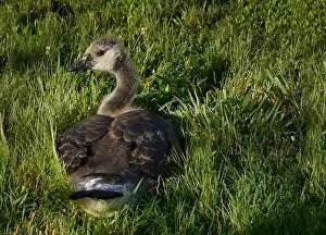 Baby Geese Prints: Adult Canada geese and their goslings in a public park in Flat Rock, North Carolina