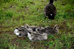 Baby Geese Prints: Adult Canada geese and their goslings in a public park in Flat Rock, North Carolina
