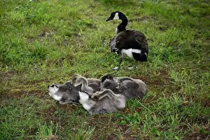 Baby Geese Prints: Adult Canada geese and their goslings in a public park in Flat Rock, North Carolina