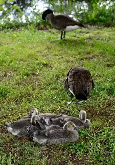Baby Geese Prints: Adult Canada geese and their goslings in a public park in Flat Rock, North Carolina