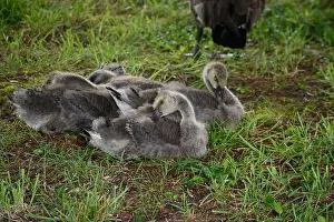 Baby Geese Prints: Adult Canada geese and their goslings in a public park in Flat Rock, North Carolina