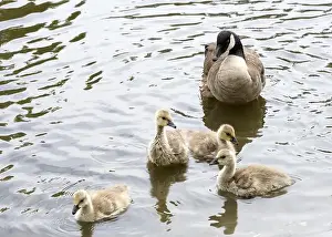 Protecting Prints: Adult Canada geese with goslings swimming in a pond at a public city park on a sunny spring day