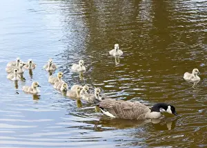 Protecting Prints: Adult Canada geese with goslings swimming in a pond at a public city park on a sunny spring day