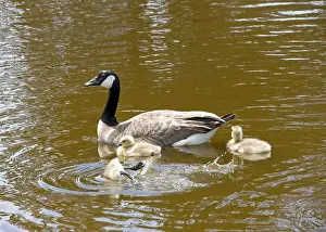 Protecting Prints: Adult Canada geese with goslings swimming in a pond at a public city park on a sunny spring day