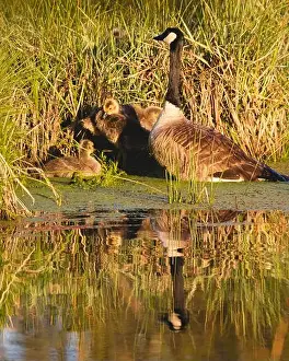 Offspring Prints: Adult Canada goose (Branta canadensis)