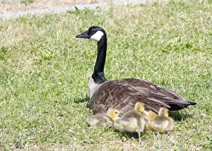 Protecting Prints: Adult Canada Goose with goslings resting in a green grassy area in a local city park