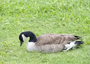 Protecting Prints: One adult Canada Goose laying in green grass in city park