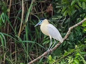 Amazon Rainforest Prints: An adult capped heron (Pilherodius pileatus)