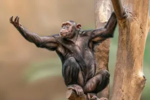 Snout Prints: a adult chimpanzee (Pan paniscus) sitting in a tree stretching out his arm begging