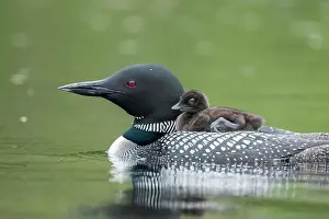Young Animal Prints: Adult common loon (Gavia immer) carrying his baby on his back