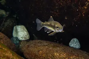 Riverbed Prints: Adult Cutthroat trout