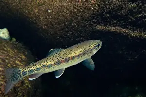 Riverbed Prints: Adult Cutthroat trout in a clear water stream