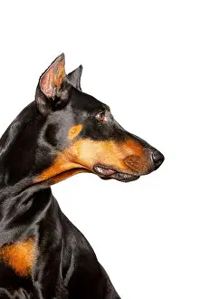 Pinscher Prints: Adult female Doberman Pinscher