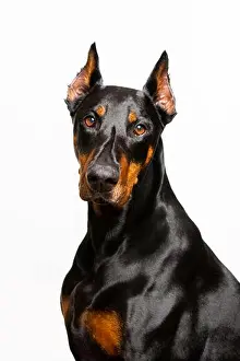 Pinscher Prints: Adult female Doberman Pinscher