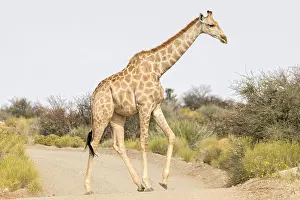 Examine Prints: Adult female Giraffe walking across track