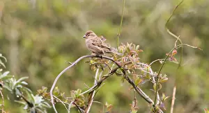 Perch Prints: Adult female House Sparrow Passer domesticus perched on a twig UK