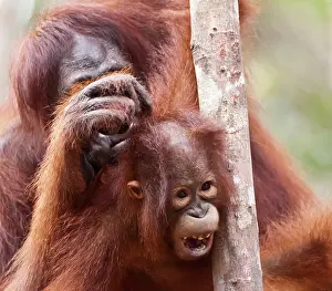 Offspring Prints: An adult female orangutan grooming her young offspring. Square format