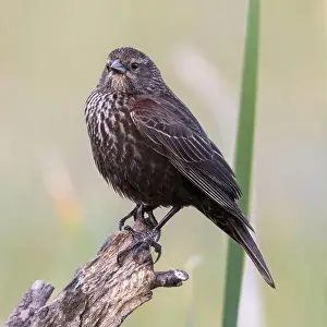 Santa Clara County Prints: Adult Female Red-winged Blackbird