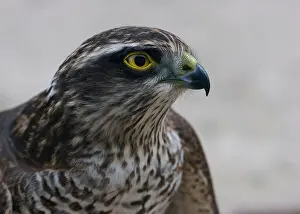 Hawk Prints: Adult female sparrowhawk (Accipiter nisus) head and shouldersWest Sussex UK