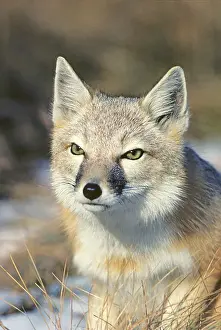 Western Provinces Prints: Adult female swift fox (Vulpes velox), prairie grasslands, southern Alberta, Canada