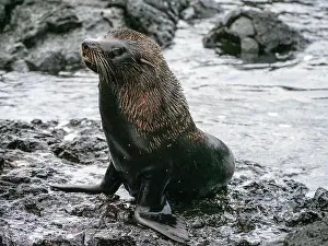 Galapagos Prints: An adult Galapagos fur seal (Arctocephalus galapagoensis)