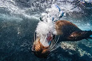 Wildlife Observation Prints: Adult Galapagos sea lion (Zalophus wollebaeki) underwater in the Galapagos Island Archipelago