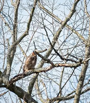 Kingston Prints: Adult great horned owl sittting on tree branch on spring day