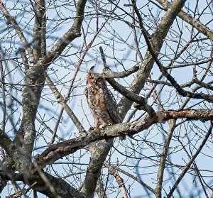 Kingston Prints: Adult great horned owl sittting on tree branch on spring day