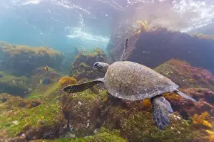 Tranquil Waters Prints: Adult green sea turtle (Chelonia mydas agassizii) underwater in the Galapagos Island Archipelago