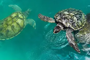 Carapace Prints: Adult Green Sea Turtles (Chelonia mydas) swimming in the breeding pool at the Cayman Turtle Centre