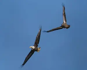 Talons Prints: An adult and immature bald eagle flying together