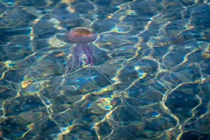 In The Water Prints: Adult jellyfish with offspring, Mediterranean sea, Lipari, Italy