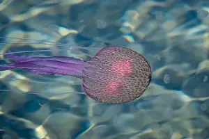 In The Water Prints: Adult jellyfish with offspring, Mediterranean sea, Lipari, Italy