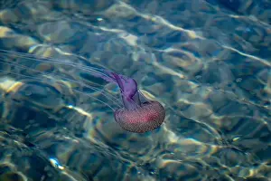 In The Water Prints: Adult jellyfish with offspring, Mediterranean sea, Lipari, Italy