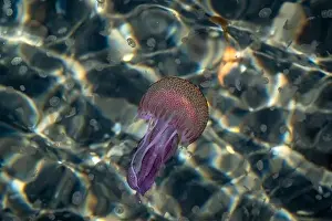In The Water Prints: Adult jellyfish with offspring, Mediterranean sea, Lipari, Italy