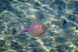 In The Water Prints: Adult jellyfish with offspring, Mediterranean sea, Lipari, Italy